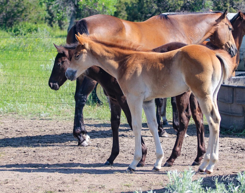 Dash For Perks and Raise Your Rocket barrel horse prospect