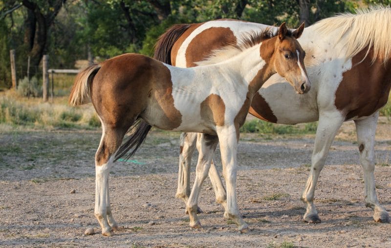 Paint barrel horse prospect