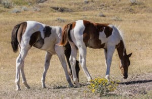 Two barrel racing and rope horse prospects by CCs Last Warrior.