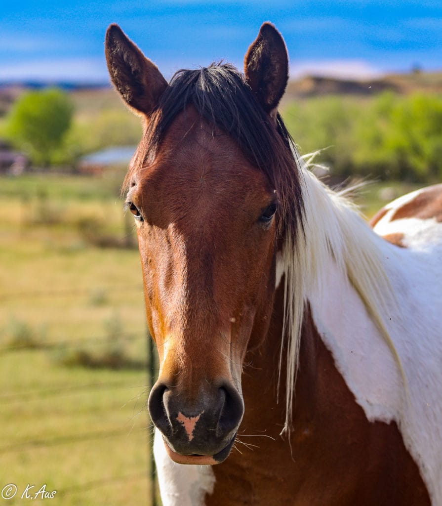 Kind eyed colt