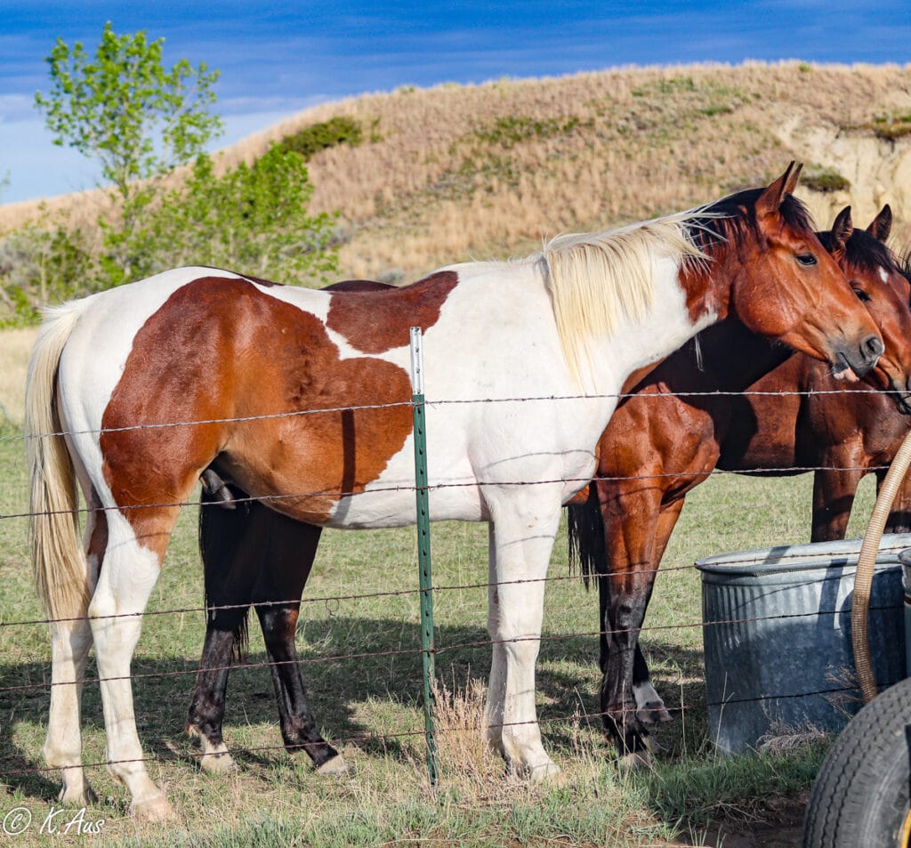 Big N Charmin - speedbred tobiano Paint gelding