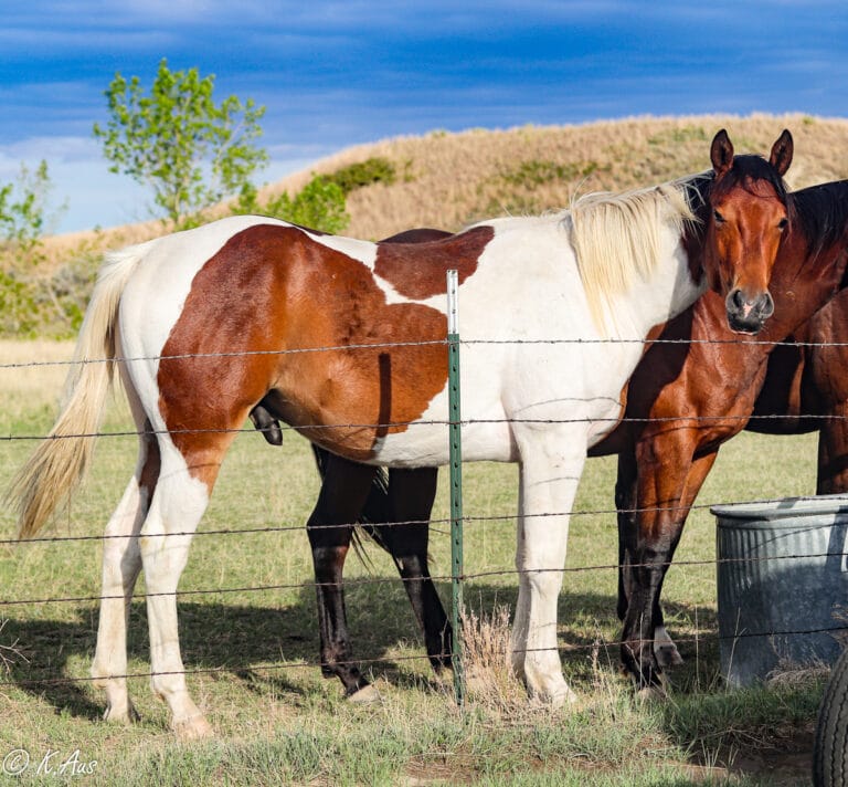 Big N Charmin - speedbred Paint gelding