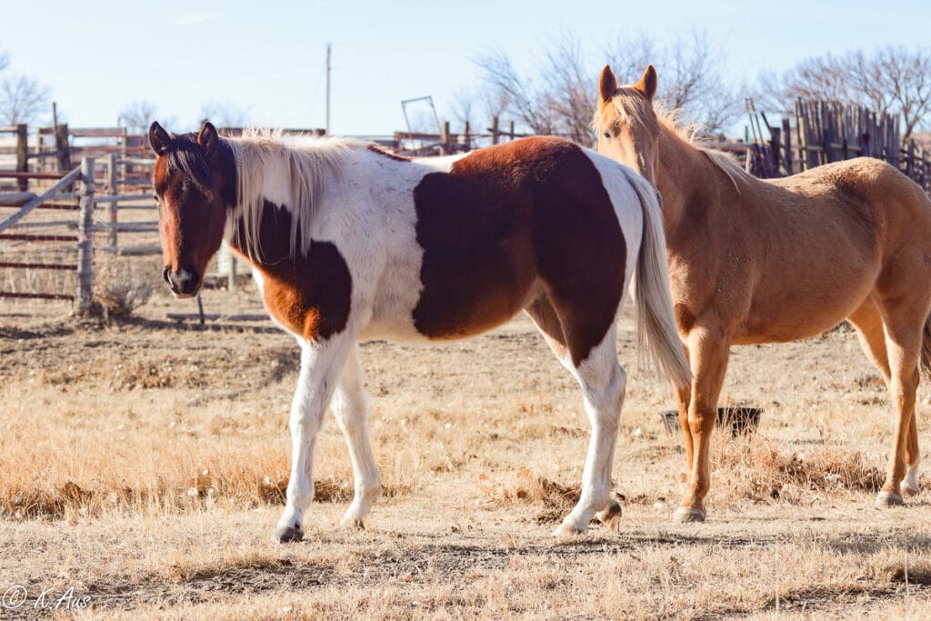 Paint Gelding for Sale - Barrel or Rope Horse Prospect