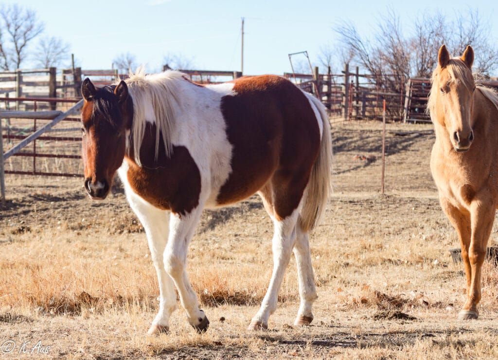 Paint Gelding for Sale - Barrel or Rope Horse Prospect