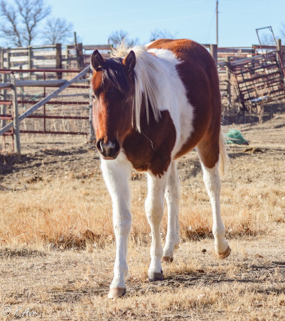 Paint Gelding for Sale - Barrel or Rope Horse Prospect