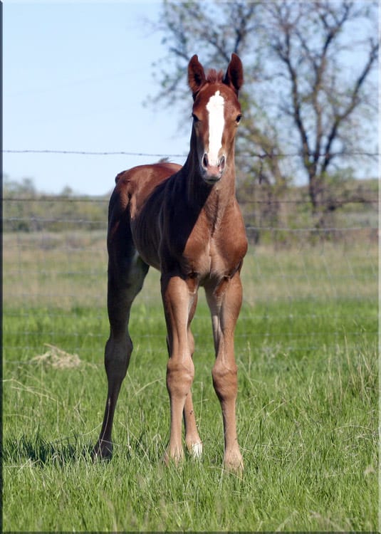 Sorrel day old colt