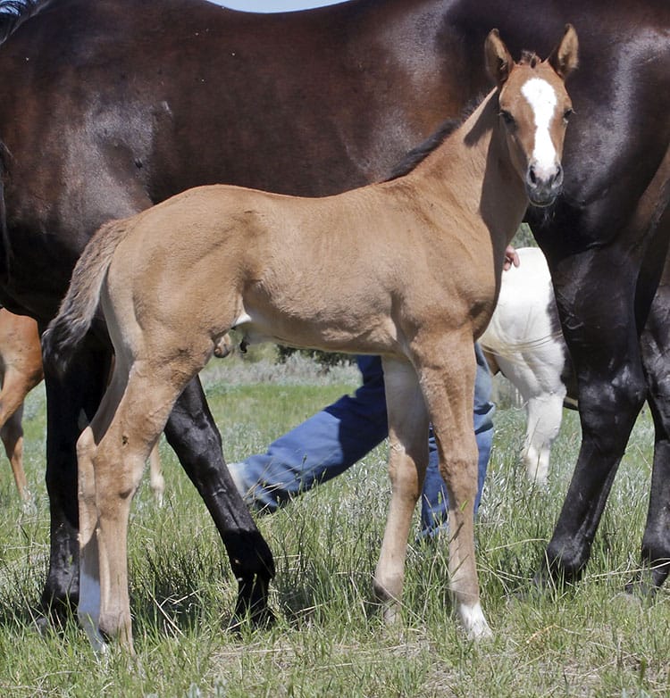 Dun Quarter Horse Filly For Sale - Blushing Bug, Easy Jet, Doc's Remedy, Doc's Hickory