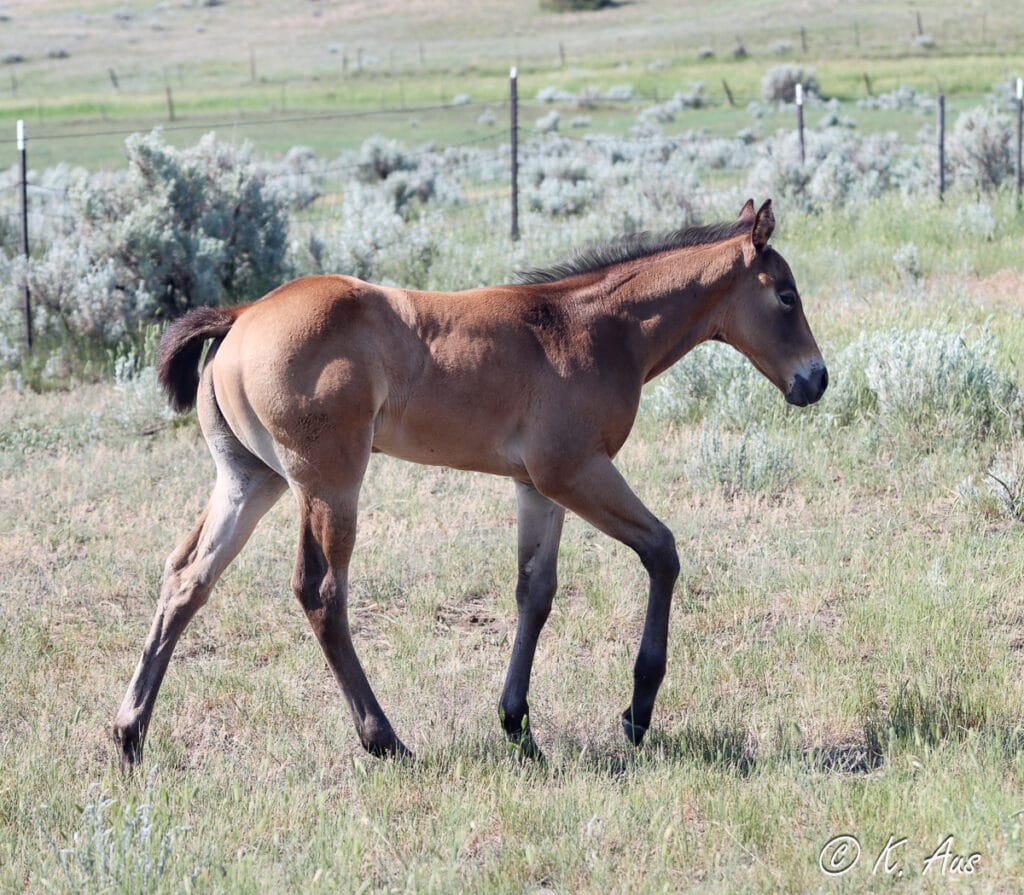 Buckskin barrel prospect with Dash For Perks, Firewaterontherocks breeding. He's walking in the pasture.