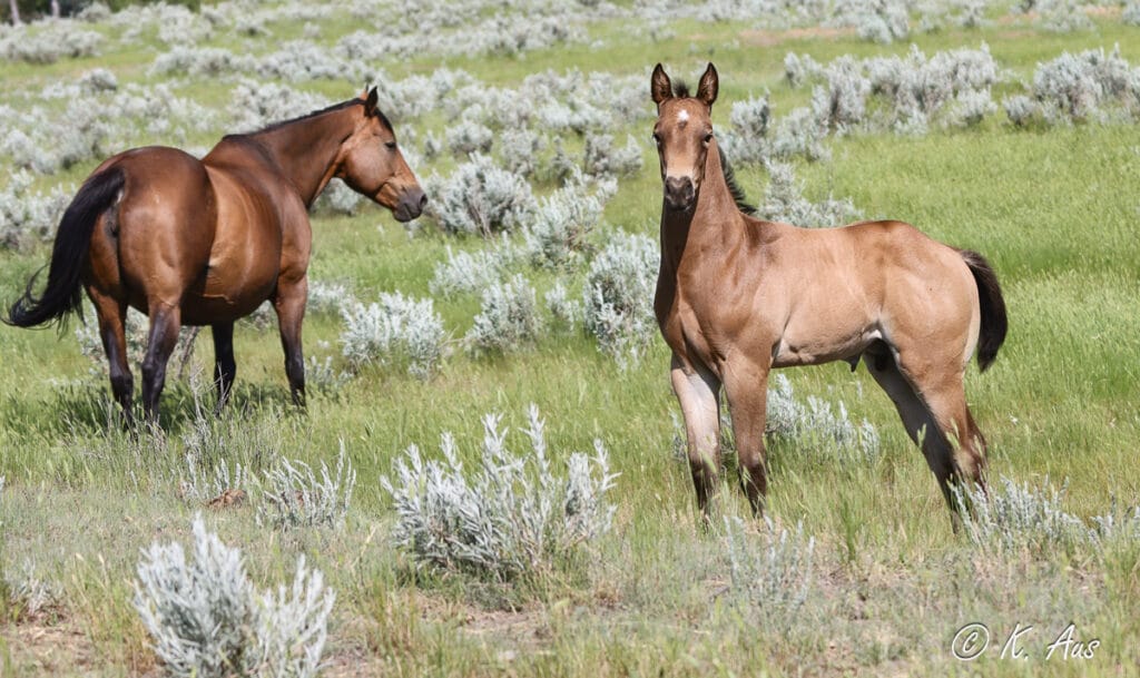Buckskin colt and his dam enjoying the pasture. He's looking very happy and healthy.