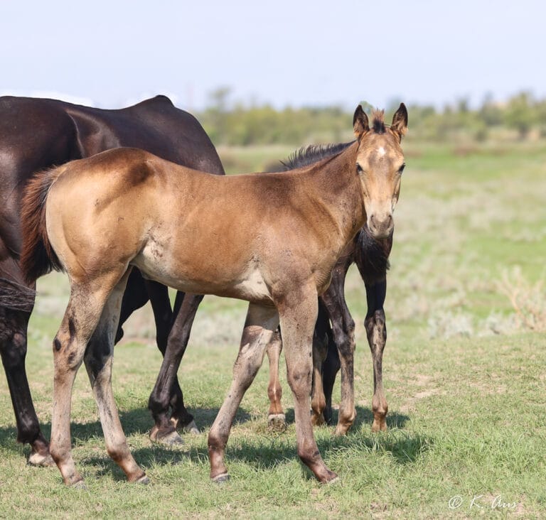 Buckskin colt. Barrel prospect. Sired by pro rodeo producer CCs Last Warrior and out of KAB Possum On Fire, futurity and rodeo barrel producer.