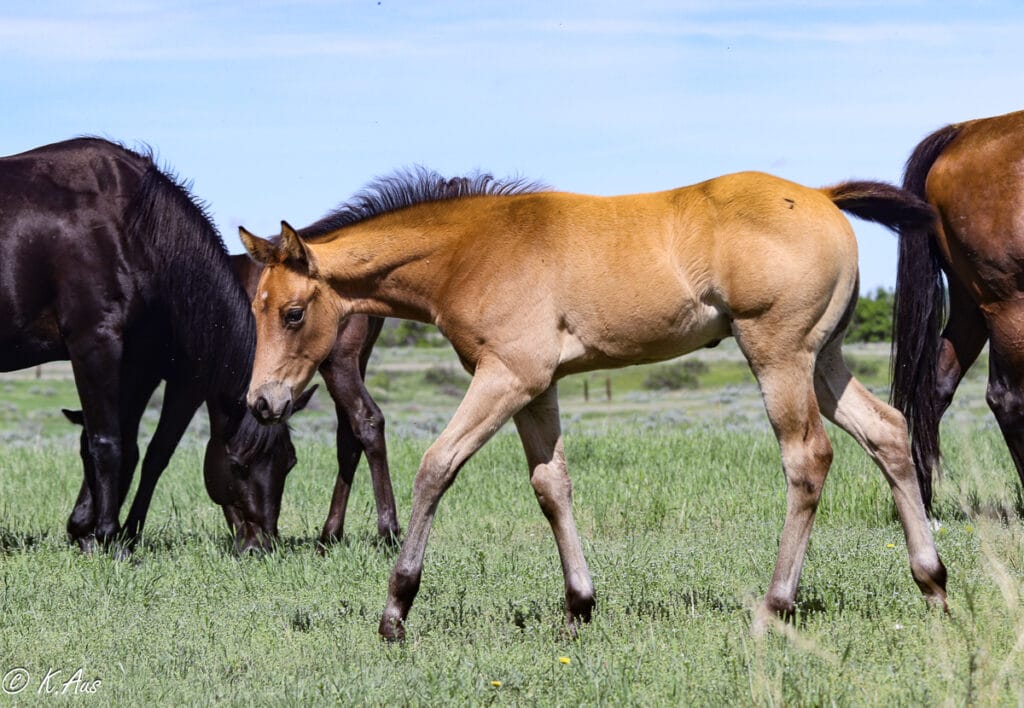 Buckskin Quarter Horse barrel horse prospect - stallion prospect