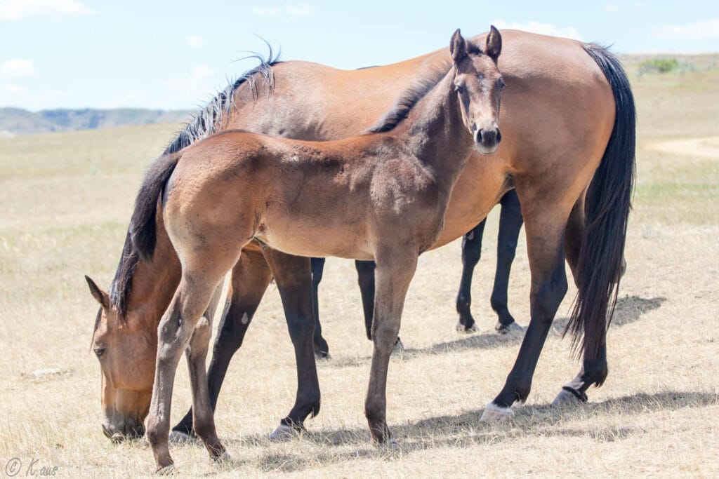Firewaterontherocks granddaughter for sale