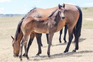 Firewaterontherocks granddaughter for sale