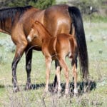 Barrel racing prospect with Firewater Flit and Dash For Perks breeding