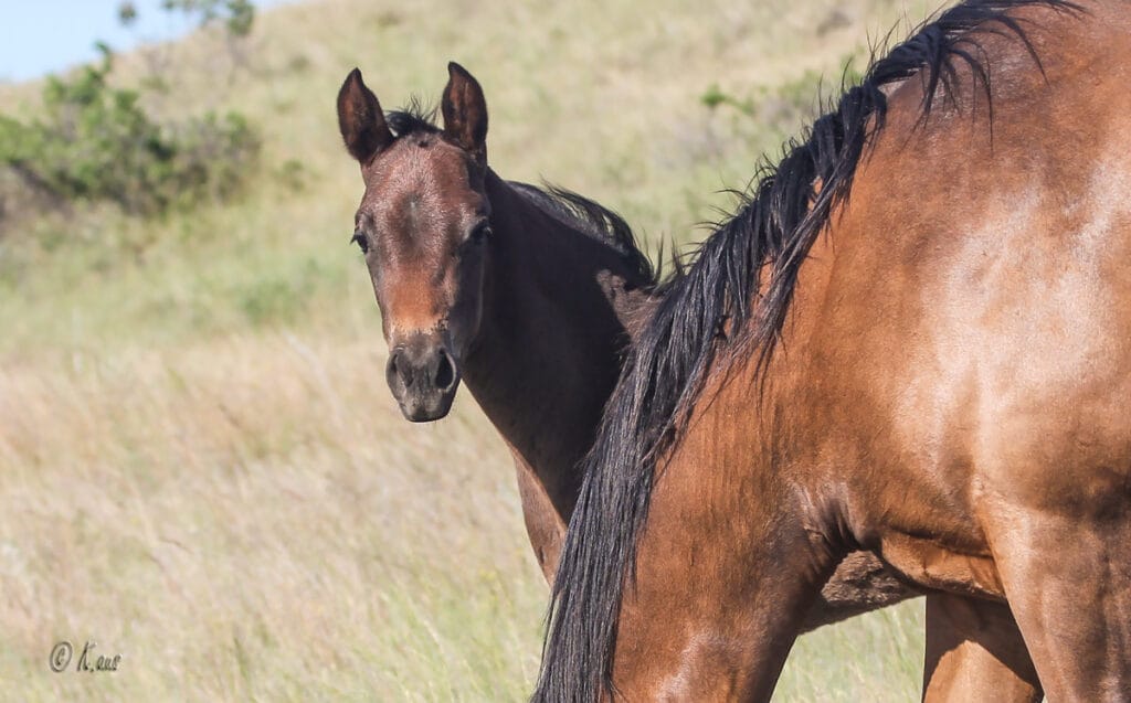Firewaterontherocks granddaughter for sale