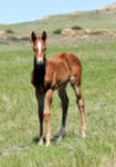 Dash For Perks and Firewaterontherock bred barrel prospect