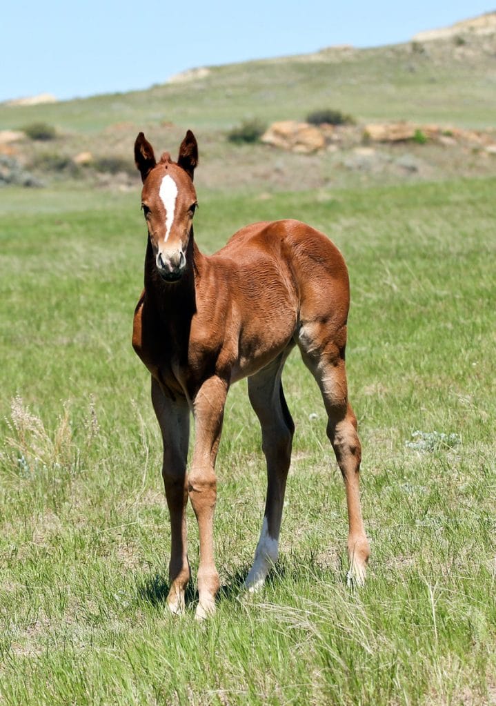 Dash For Perks and Firewaterontherock bred barrel prospect