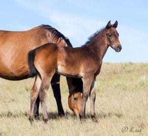 Firewaterontherocks granddaughter for sale