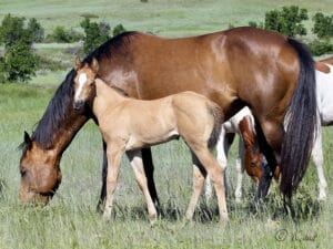 Firewaterontherocks granddaughter - barrel racing prospect for sale.