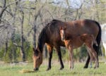 Barrel racing prospect for sale. Granddaughter of Firewaterontherocks and Dash For Perks.