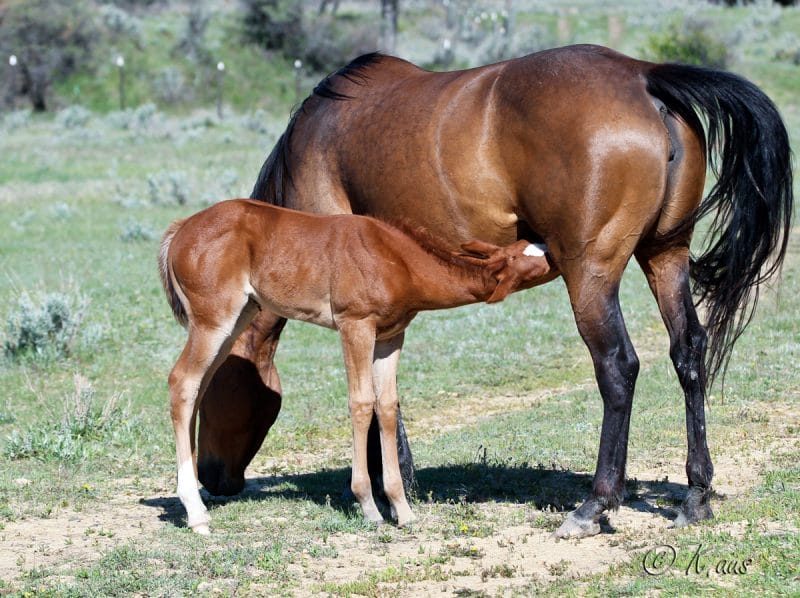 Granddaughter of Firewaterontherocks and Dash For Perks