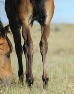 Firewaterontherocks granddaughter for sale