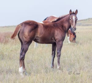 Charmin N Rockin, futurity and rodeo money earner by CCs Last Warrior.