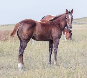 Charmin N Rockin, futurity and rodeo money earner by CCs Last Warrior.