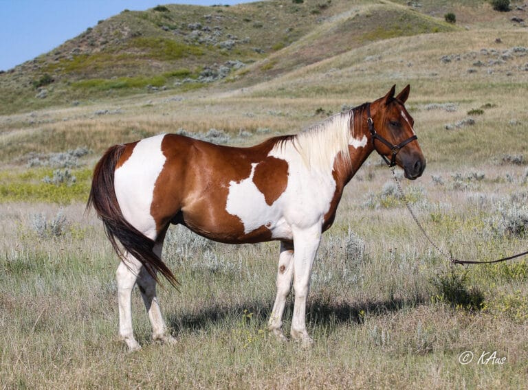 Paint barrel prospect