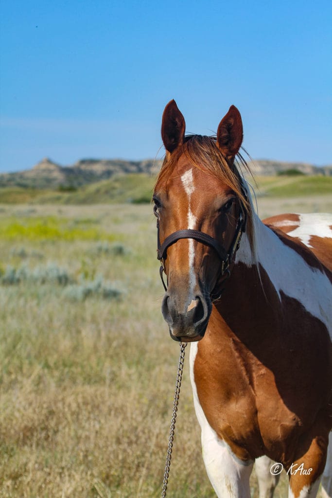 Paint barrel horse prospect - head shot