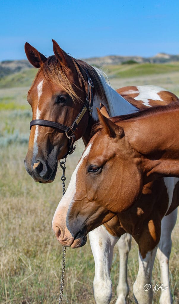 Two young geldings for sale