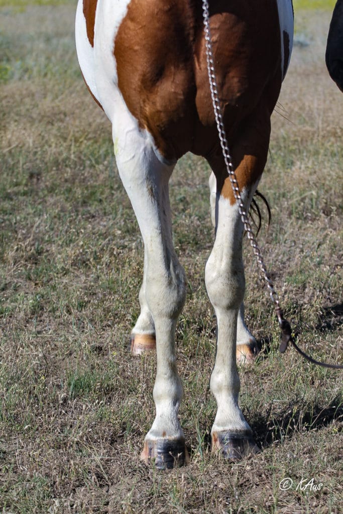 Paint barrel horse prospect