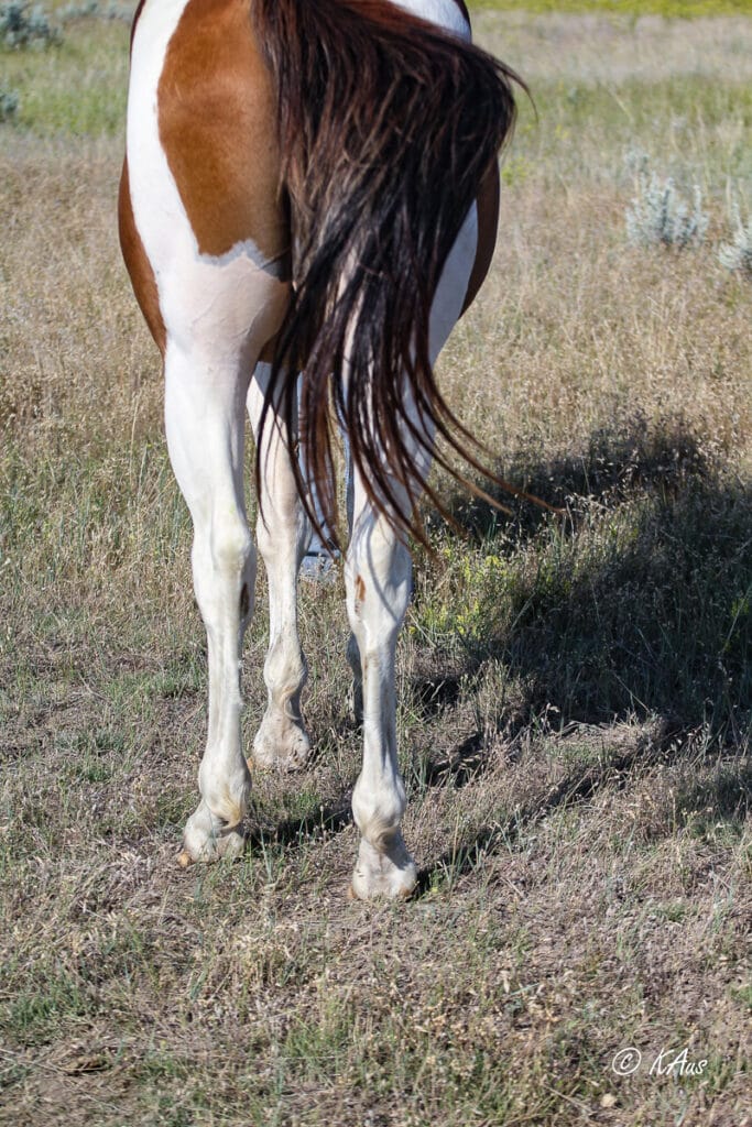 Paint barrel horse prospect