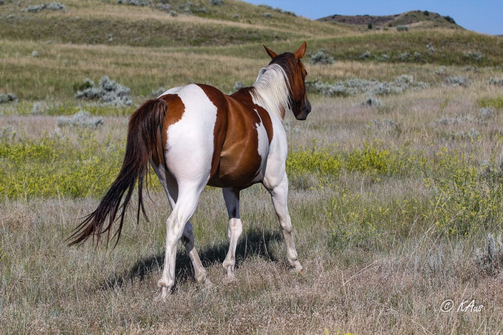 Paint barrel horse prospect - trotting off