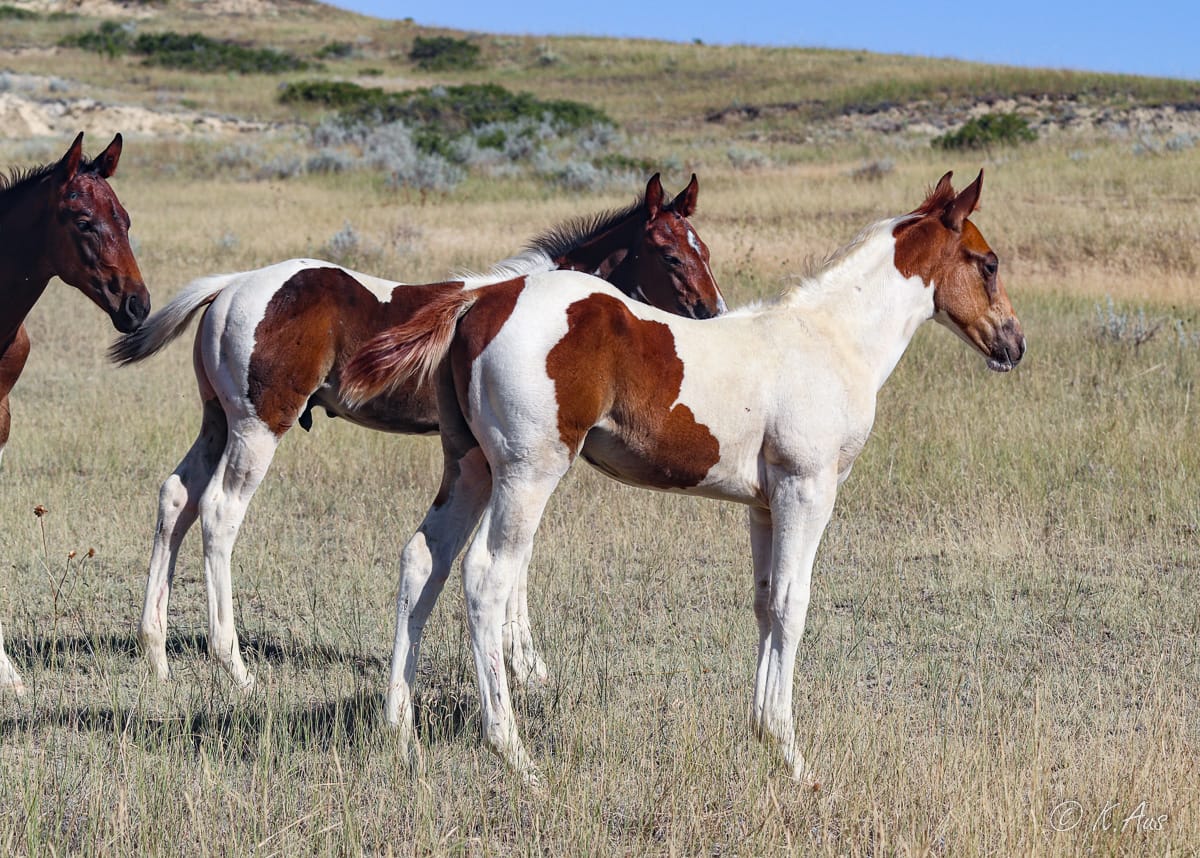 barrel racing prospects