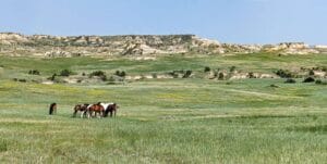 Young barrel prospects growing up in a beautiful pasture full of green grass in rugged country in Eastern Montana.