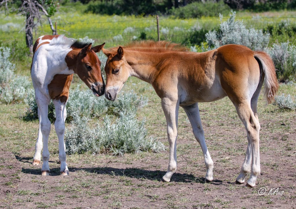 Dash For Perks and Raise Your Rocket barrel horse prospect