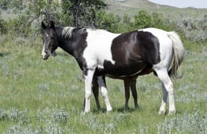 Mi Native Treasure taken June 16, 2012 Own Daughter of Raise Your Rocket For Sale - Racebred Broodmare - Raise Your Glass, Rocket Wrangler, Lucks Gay Chic, Mito Paint, Triple Chick