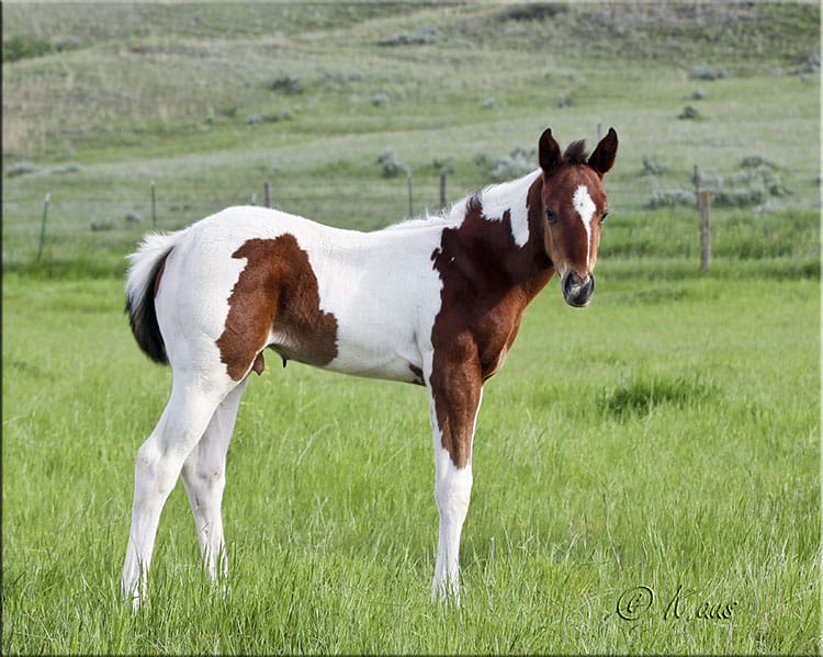 Indians Image, Raise Your Glass, Rocket Wrangler bred barrel prospect