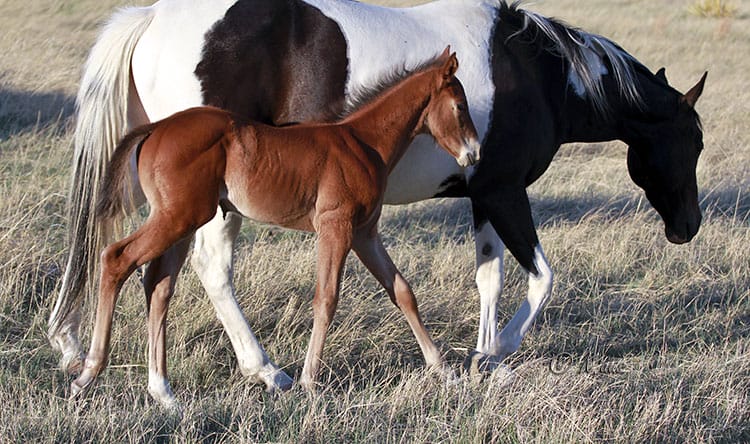 Barrel and Rope Horse Prospect for Sale - Walking