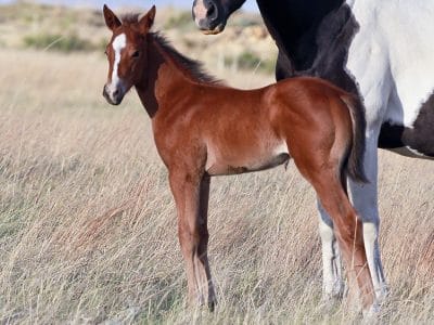 Barrel and Rope Horse Prospect for Sale - 3 weeks old