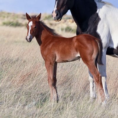 Barrel and Rope Horse Prospect for Sale - 3 weeks old