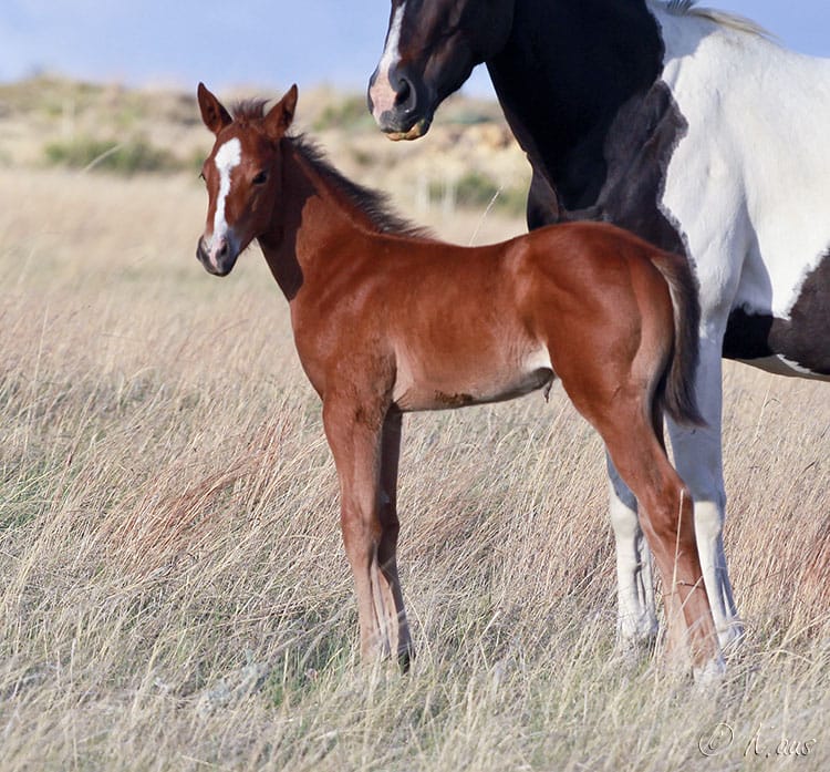 Barrel and Rope Horse Prospect for Sale - 3 weeks old