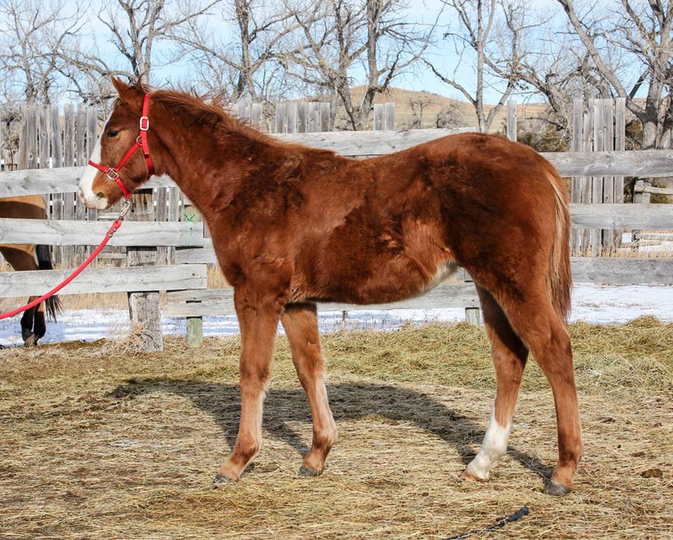 Grandson of Seattle Slew - hunter, jumper, sporthorse prospect for sale.