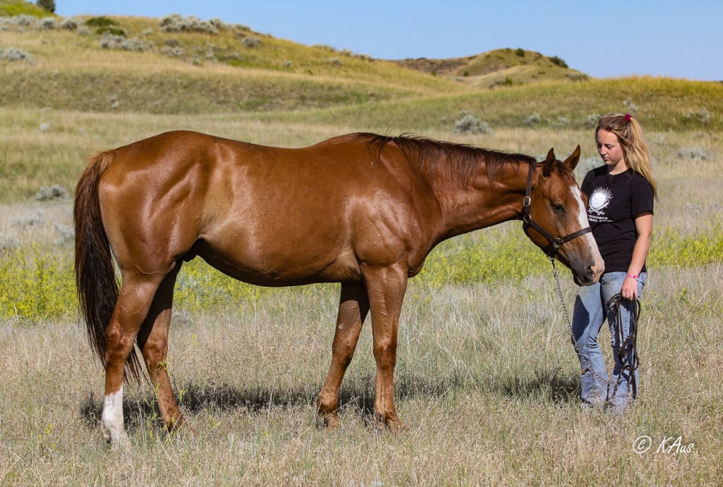 Grandson of Seattle Slew - My Seattle Money - hunter, jumper, dressage, cross-country prospect