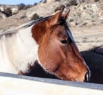 Paint filly's head shot
