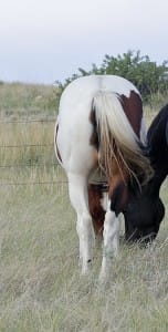 Daughter of My Indian Money out of Stakes Producing Daughter of Dash For Cash