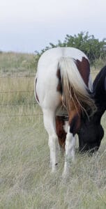Daughter of My Indian Money out of Stakes Producing Daughter of Dash For Cash