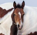 Dash For Perks granddaughter for sale.