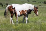 Double bred Dash For Cash bred filly - barrel racing prospect